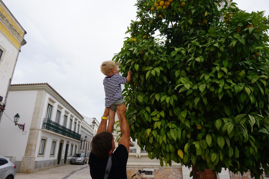 faro pomerance